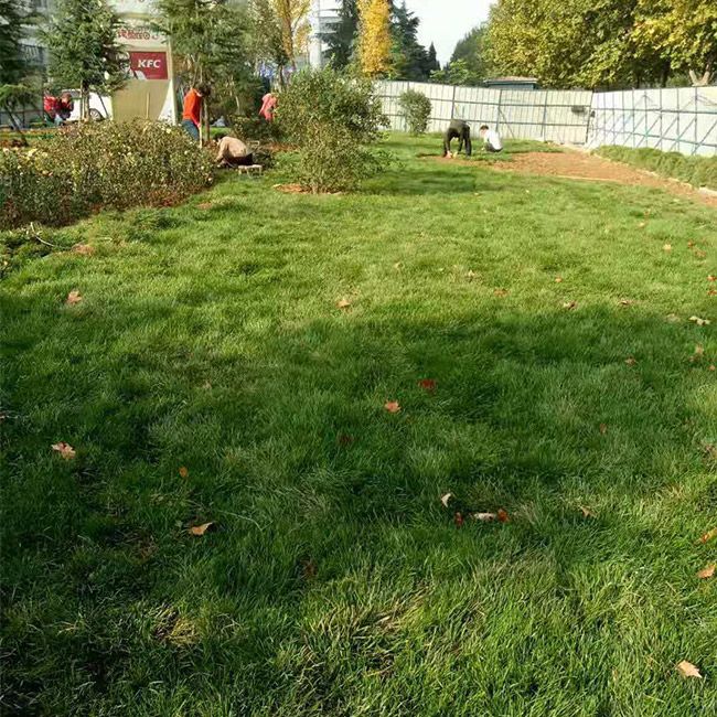 小區(qū)綠化施工設(shè)計及養(yǎng)護(hù)